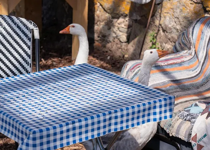 Farm stay Tiny House At Countryside Jogeveste